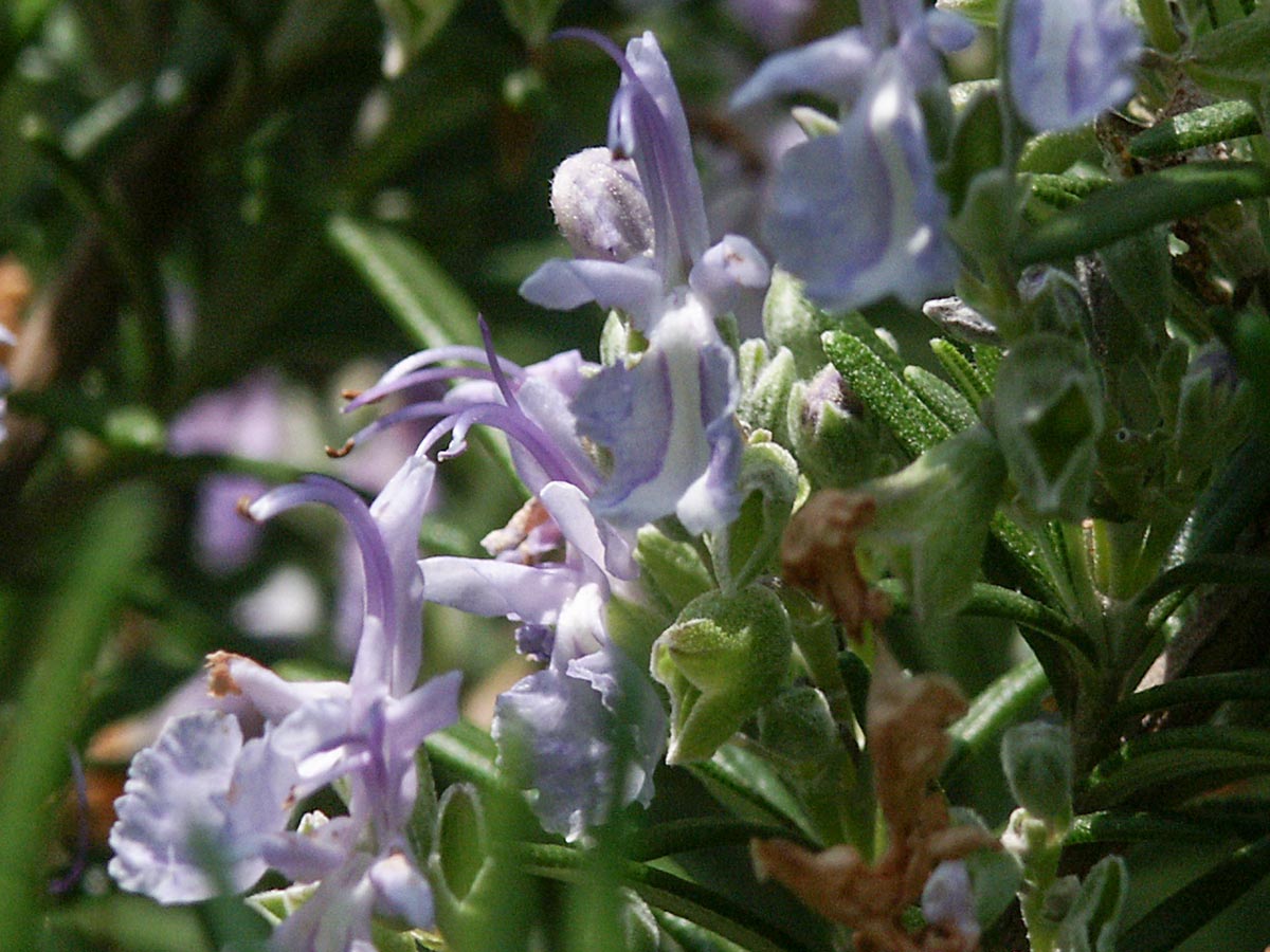 Rosmarinus officinalis